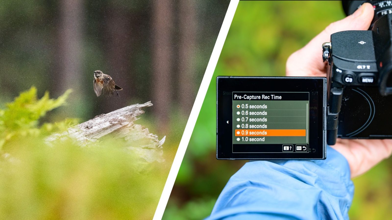 Pre-capture is the best wildlife photography trick you’re not using — here’s how I use the handy tool and which Canon, Nikon and Sony cameras support it