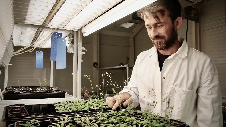 Protein signaling cascade helps explain how plants respond to touch