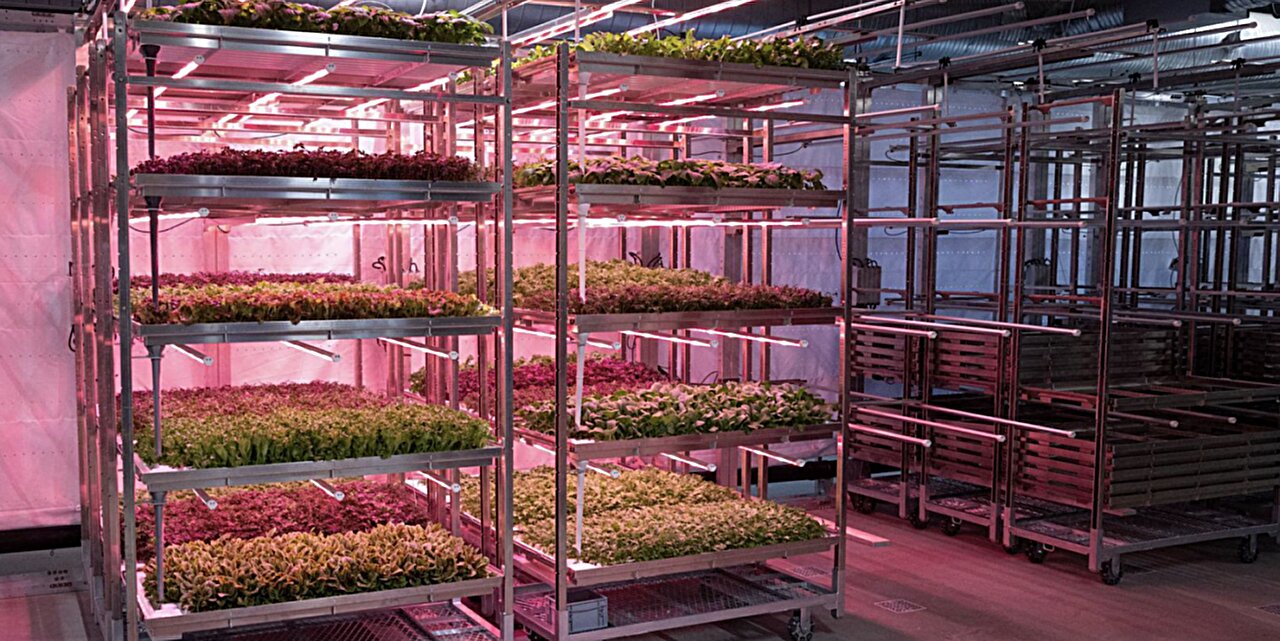 Robots grow and package lettuce year-round in Norway's fully automated farm