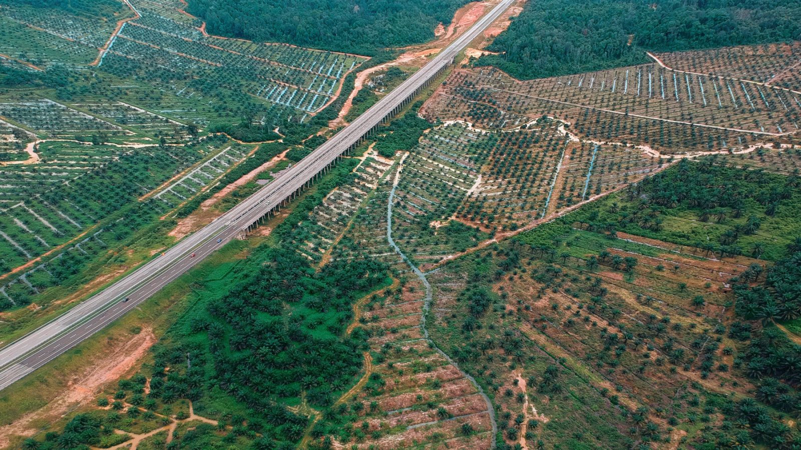 Satellite data reveal ESG scores track public image more than actual forest loss