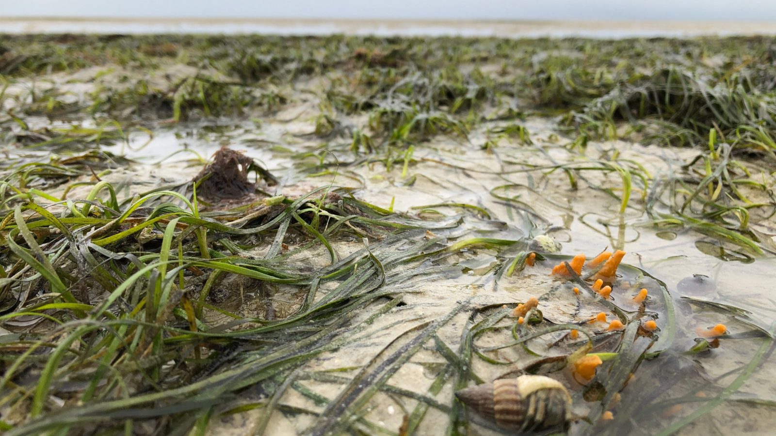 Scientists call for protection and restoration of Africa's seagrass meadows