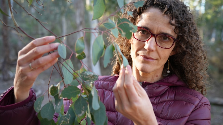 Scientists develop tech to measure eucalypt flammability from space