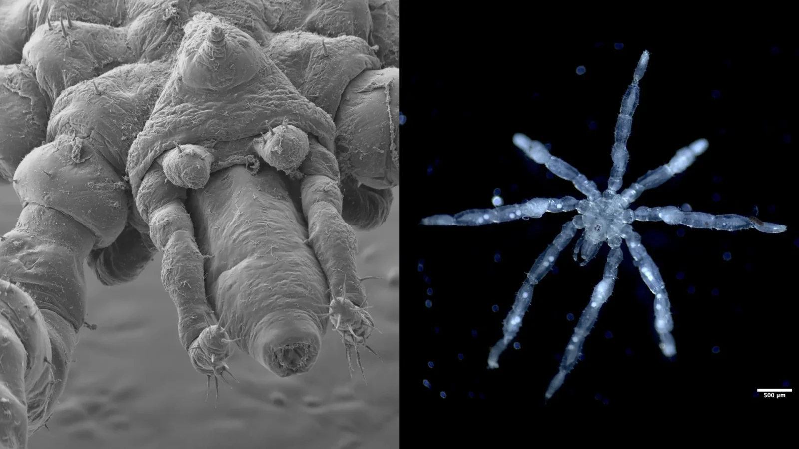 Scientists discovered two bizarre new sea spiders that are “nightmare fuel”