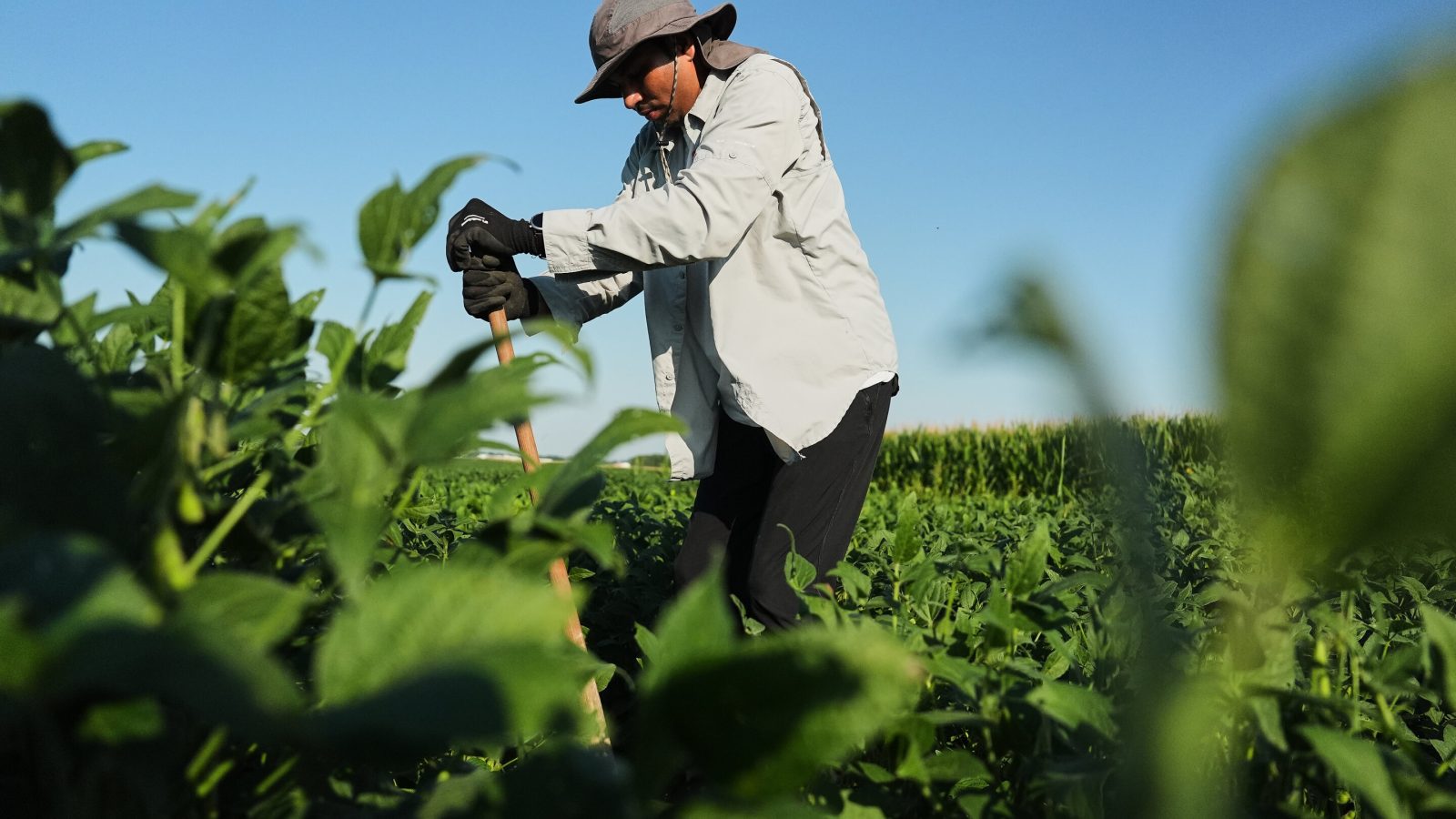 Scientists hope deeper-rooted soybeans can withstand climate extremes and store more carbon