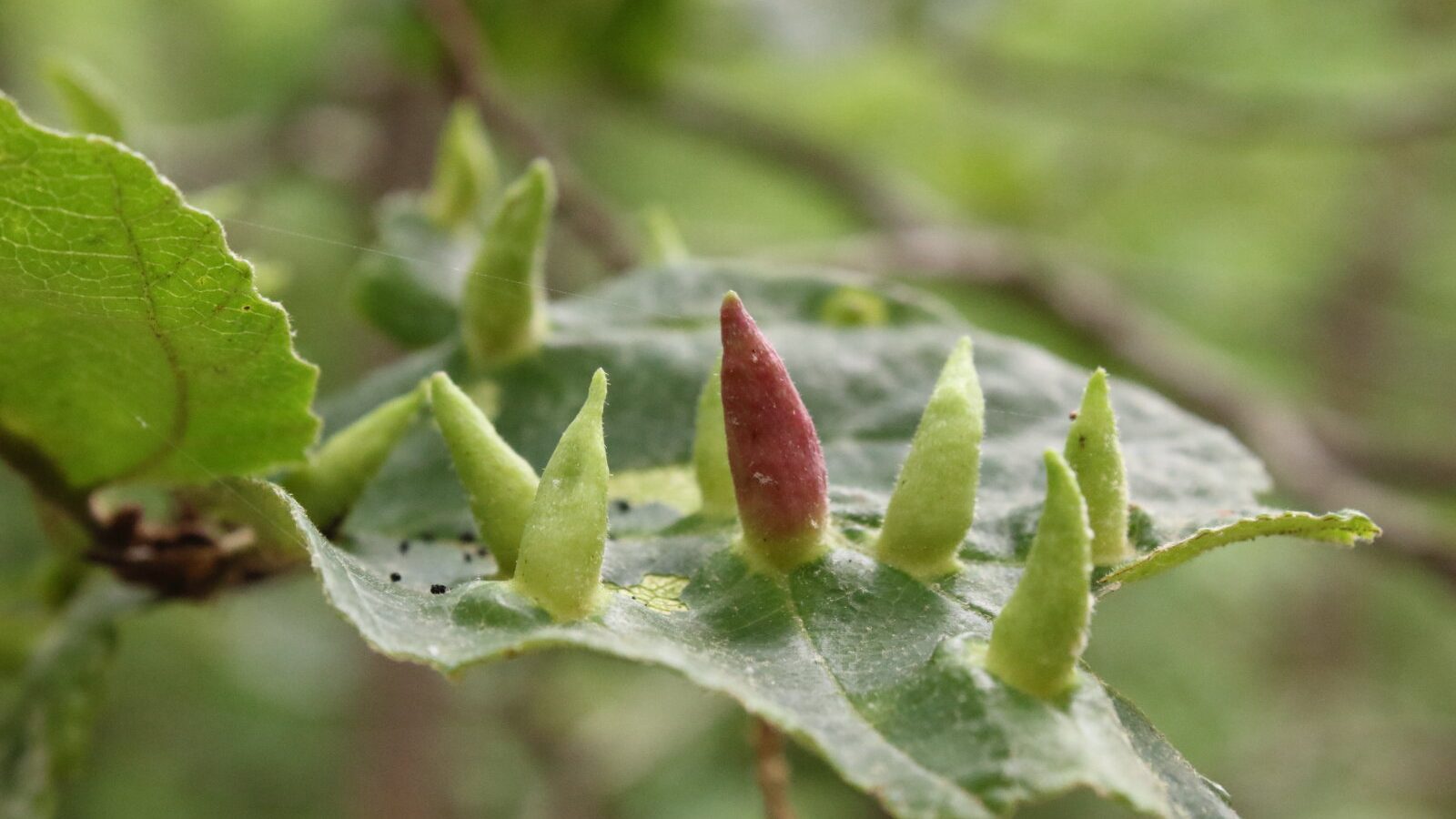 Shared blueprint in aphid proteins helps AI predict their structures