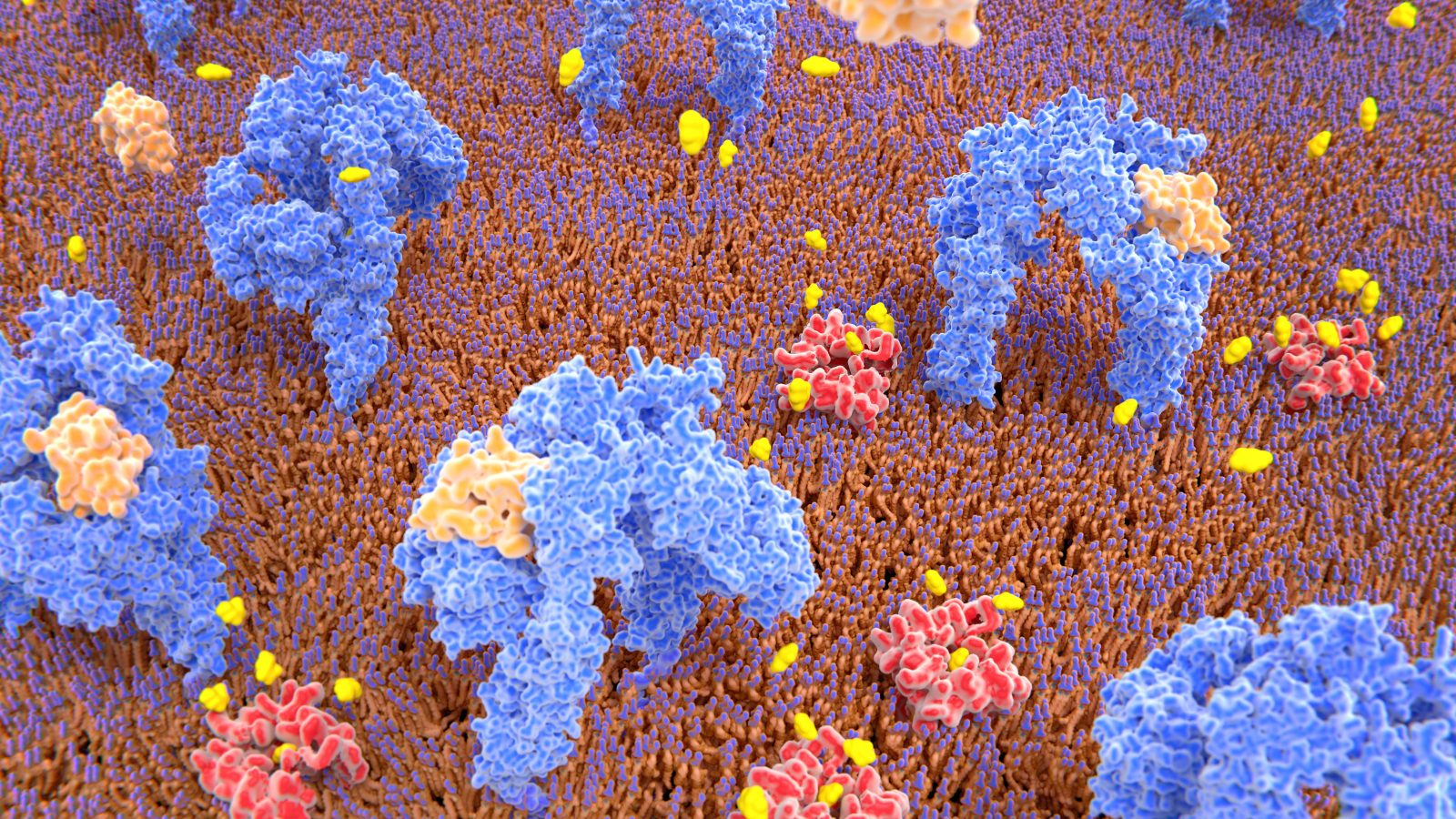 Some Pancreatic Cells Are Just One Genetic Tweak Away From Treating Diabetes