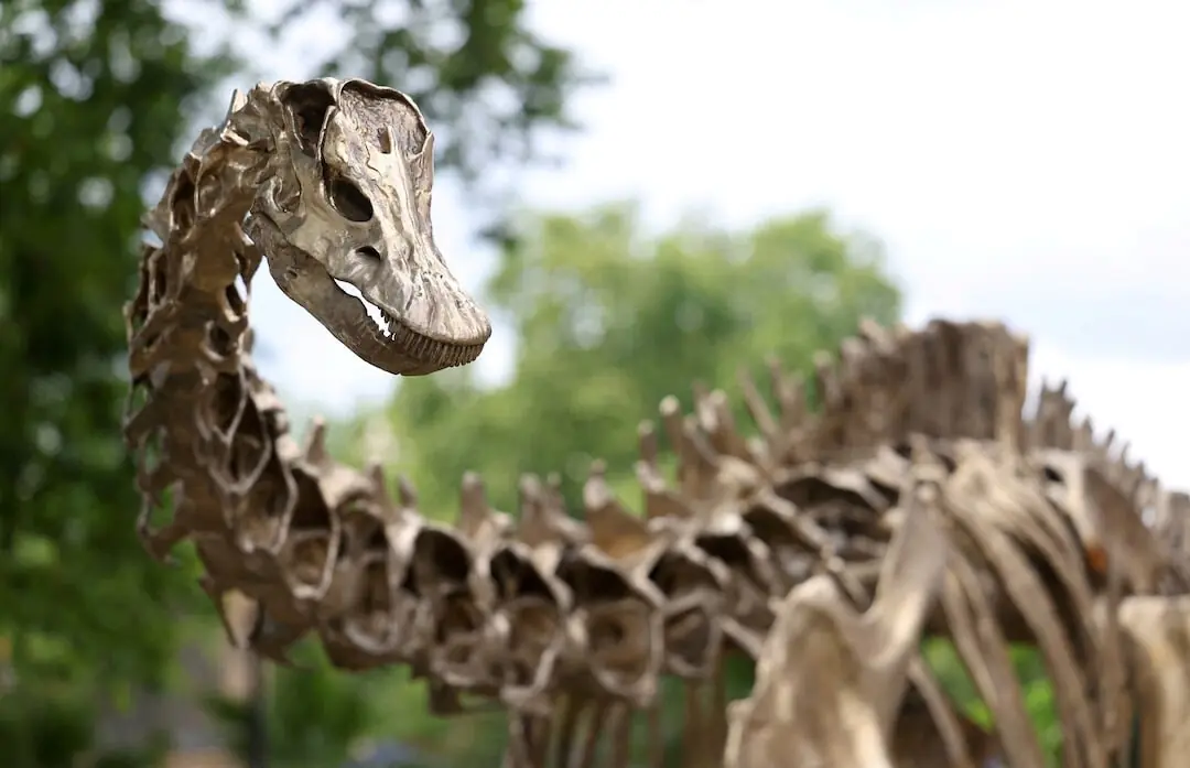 Spanish scientists find first evidence of Diplodocus dinosaur in Europe