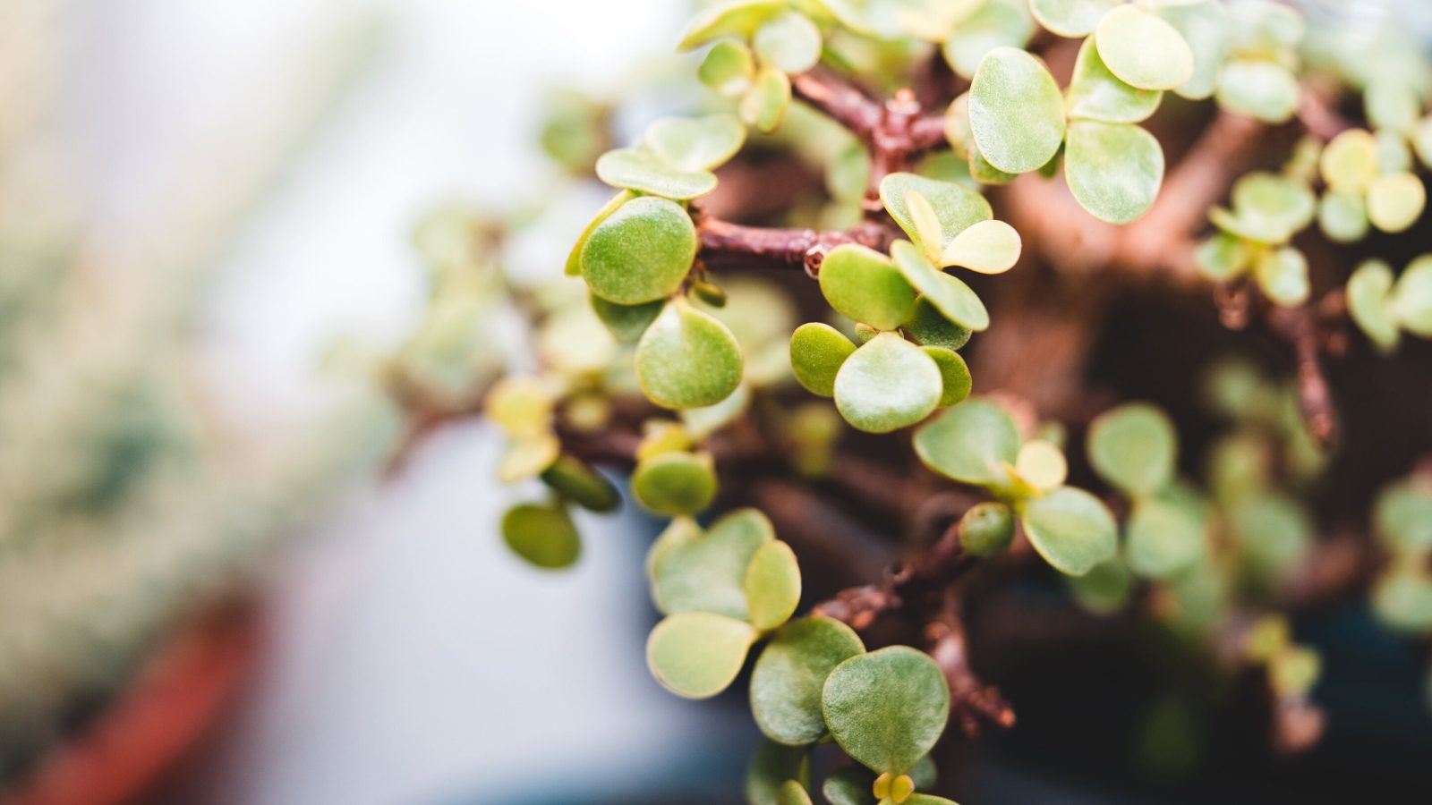 Spekboom is nutritious, water‑wise and edible—so why aren't more South Africans eating it?