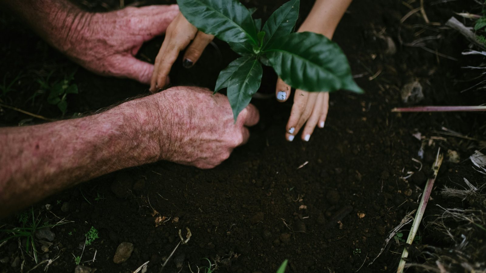 Strategically placed garden plants offer a low-cost way to cool homes in summer