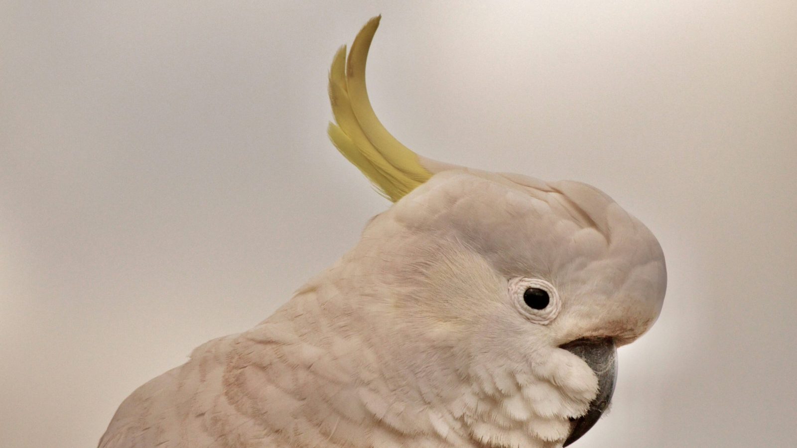 Sydney cockatoos reveal how animal culture helps them adapt to city life
