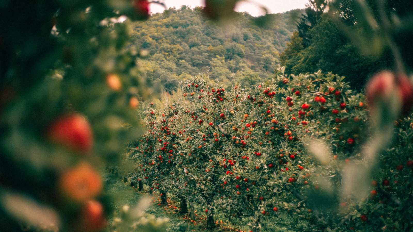 The 12 Best Places to Go Apple Picking Near New York City