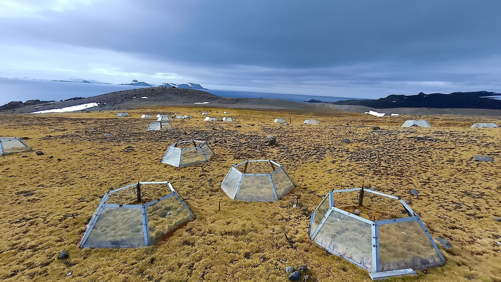 The Antarctic's only two flowering plants reveal opposing strategies for surviving long-term warming