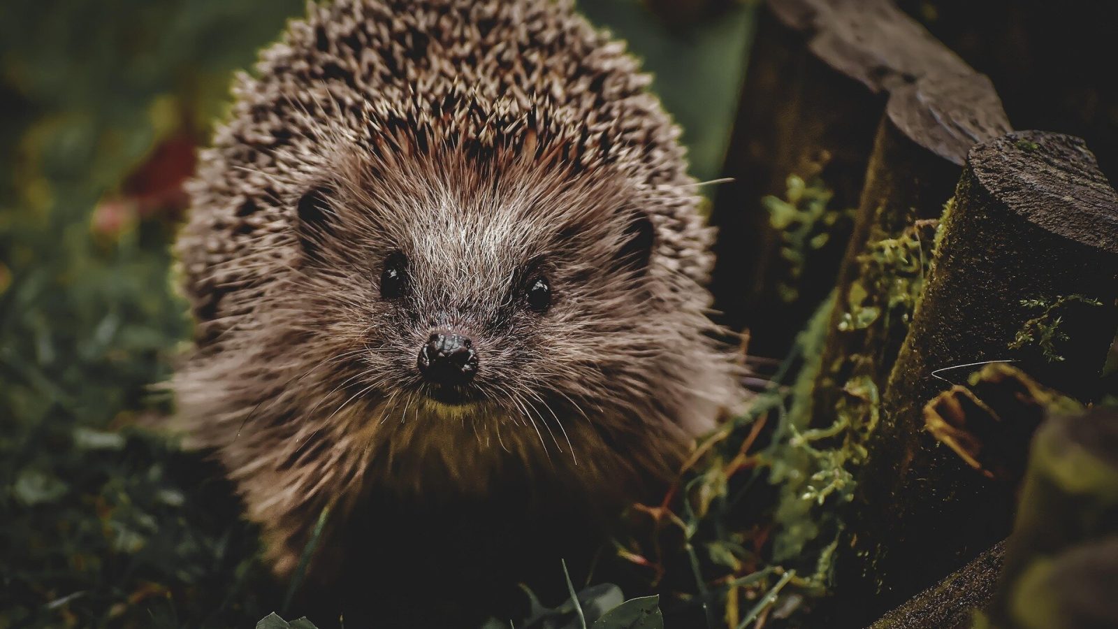 The importance of measuring stress in hedgehogs and how a new method could enhance welfare