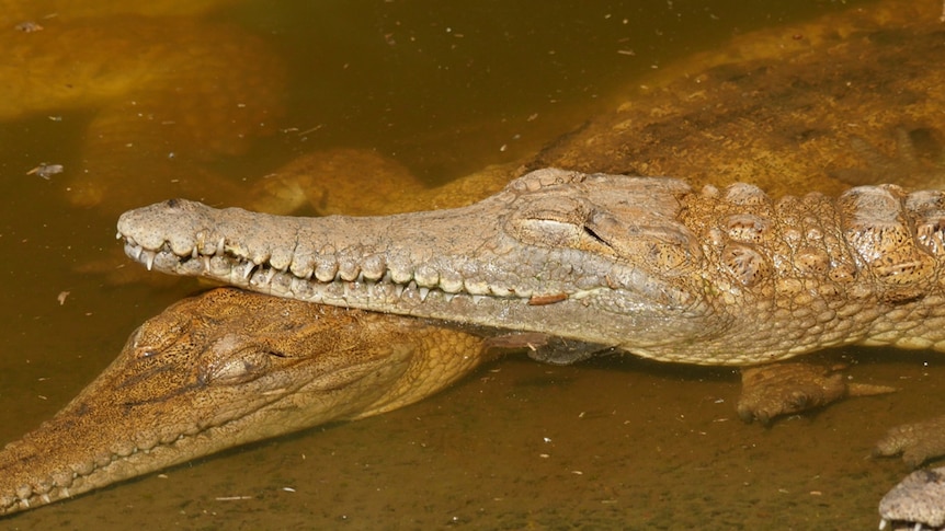 These tiny crocodiles may be at risk, but they can't be listed as 'threatened'