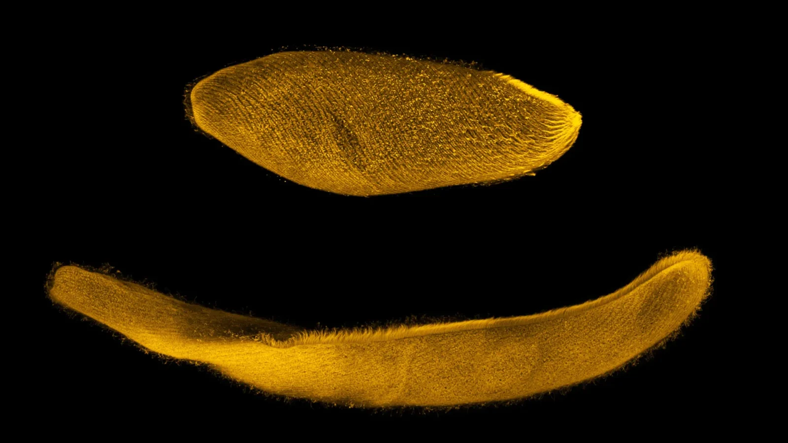 This tiny organism can shrink to one quarter its size in milliseconds