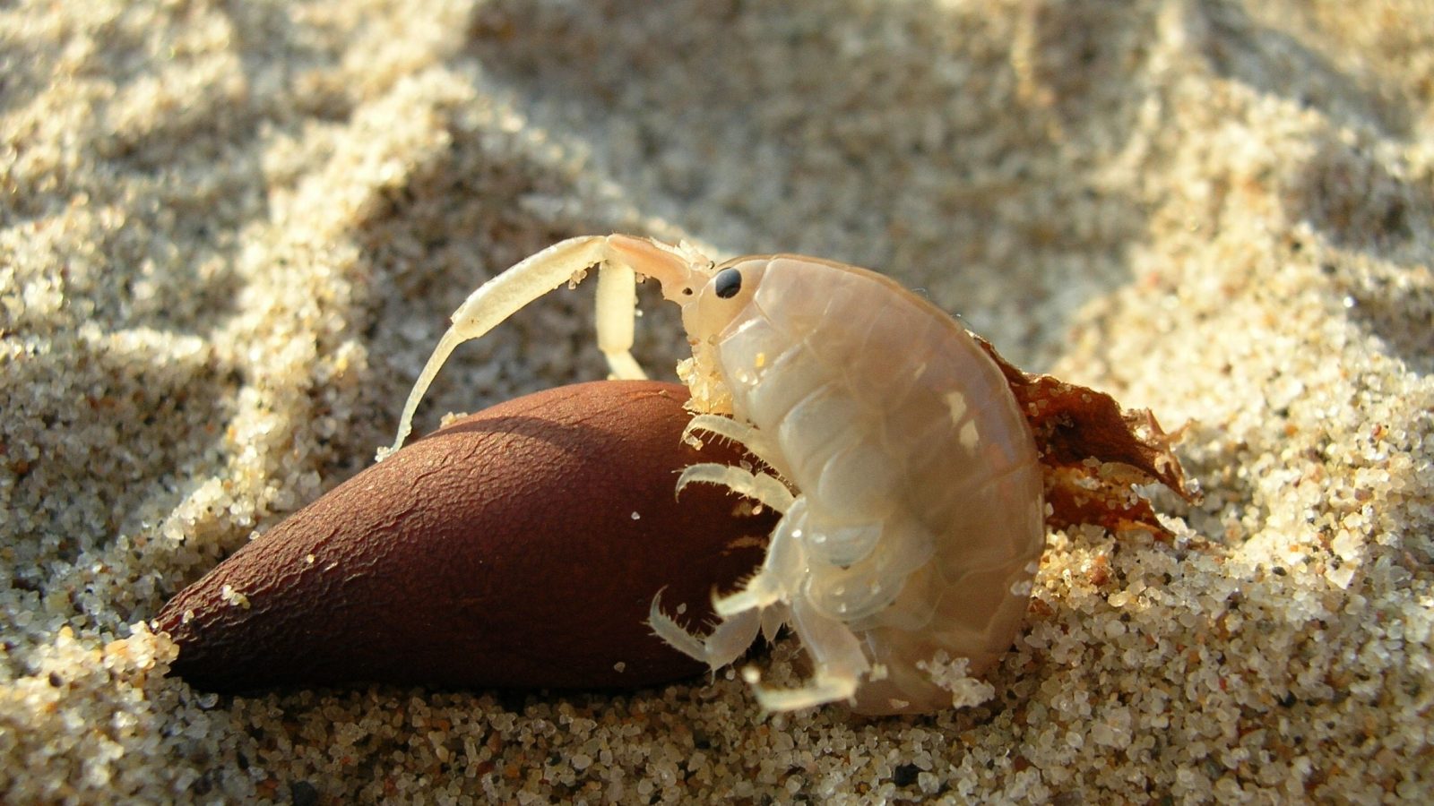 Tiny beach-dwelling crustaceans are big-time sand movers, shaping the California coast