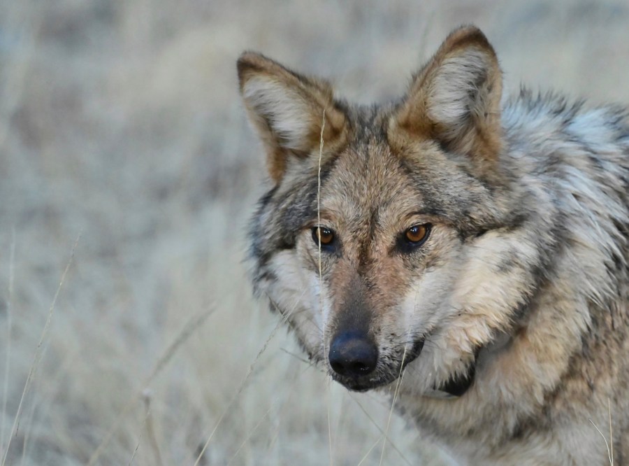 Trump administration reduces protections for endangered species again