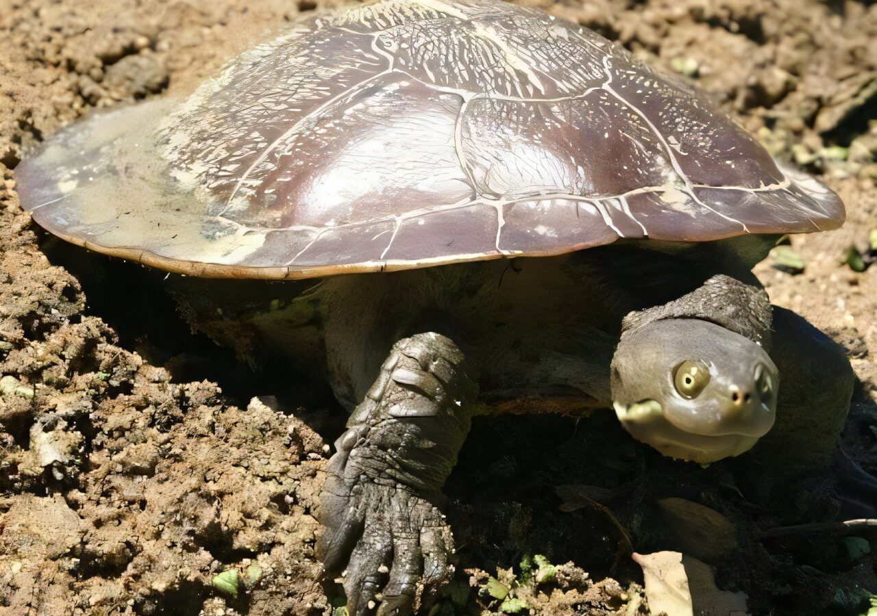 Two native turtles are vying to survive in a coastal Australian river. One doesn't belong there