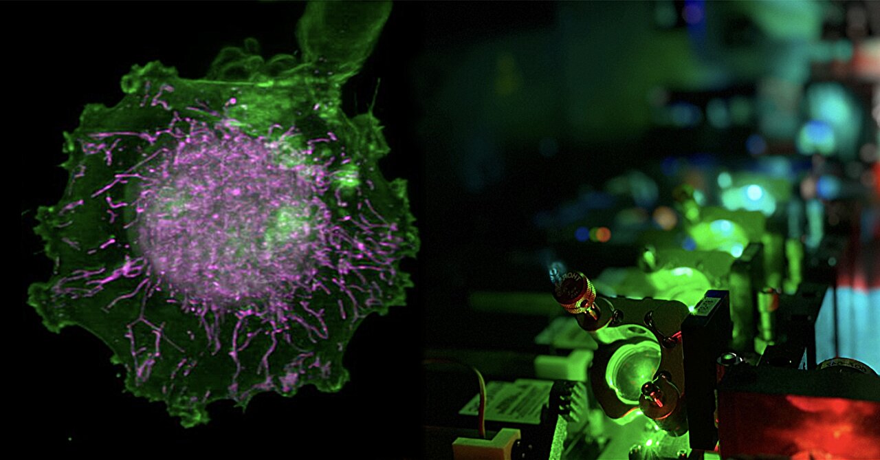 Virtual cells built from 4D AI models and 'digital twins' could speed up drug discovery