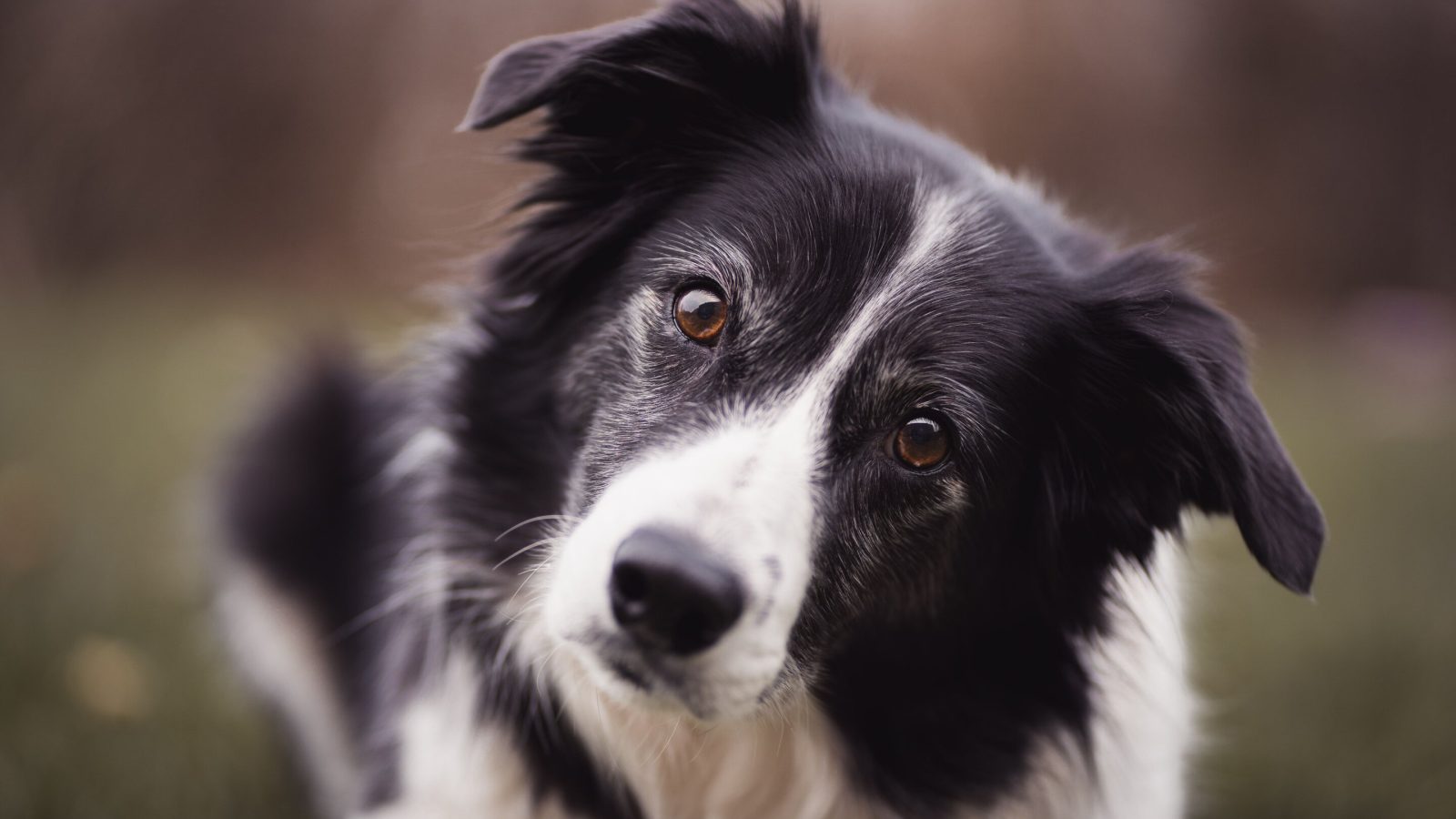 What is your dog really saying? AI is helping researchers decode animal communication