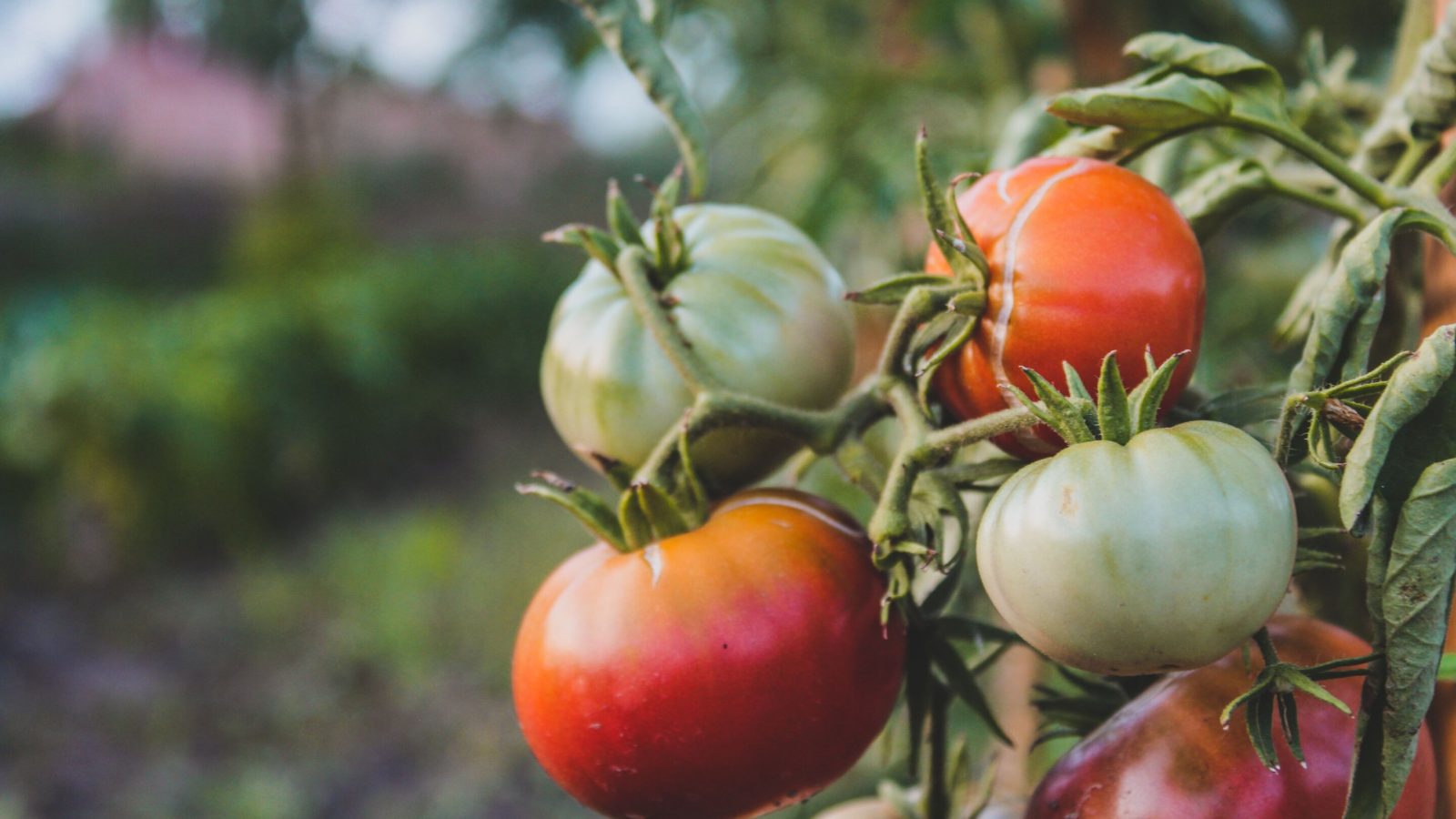 Wild tomatoes still hold the flavor we bred away: New map shows breeders where to look