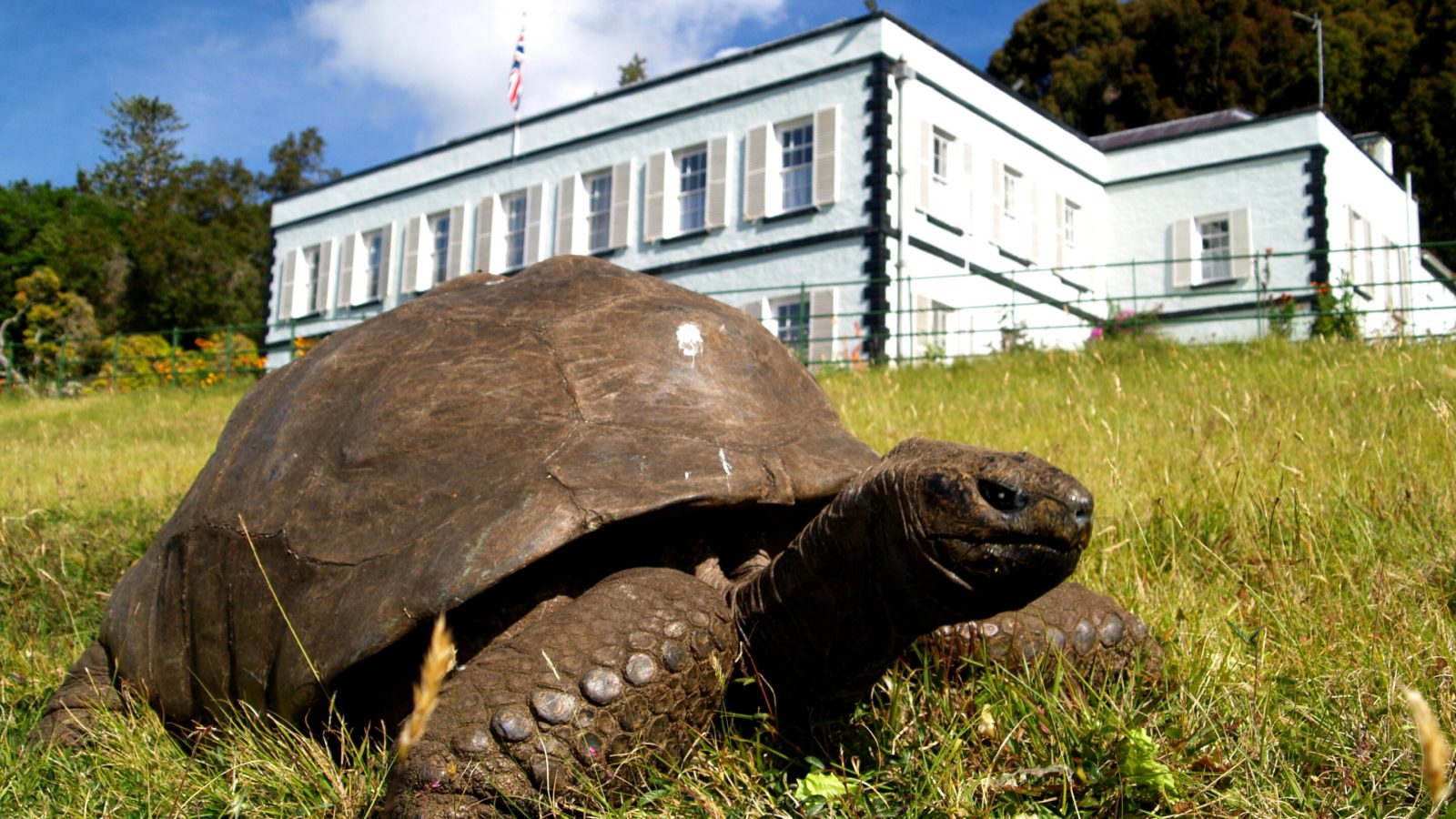 194-year-old tortoise reveals stable gene switches that may help resist aging