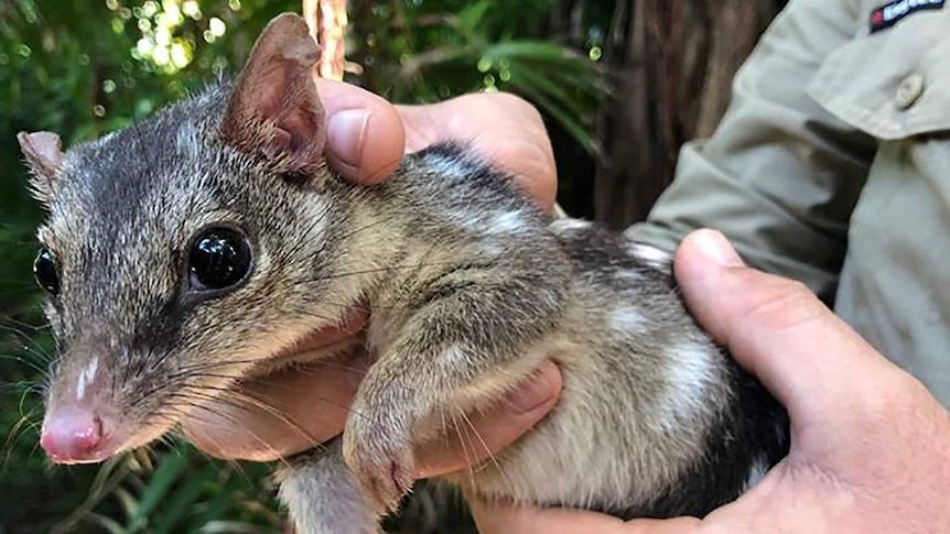 30 wildlife cameras fail to spot 'quite cute' native after year of filming