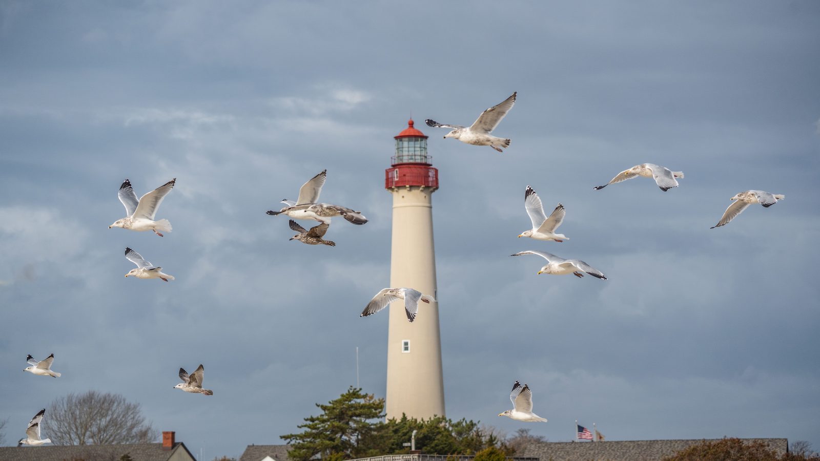 A Birder’s Guide to Cape May, New Jersey