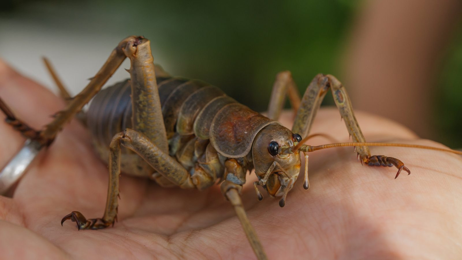A conservation success story for New Zealand's heaviest insect