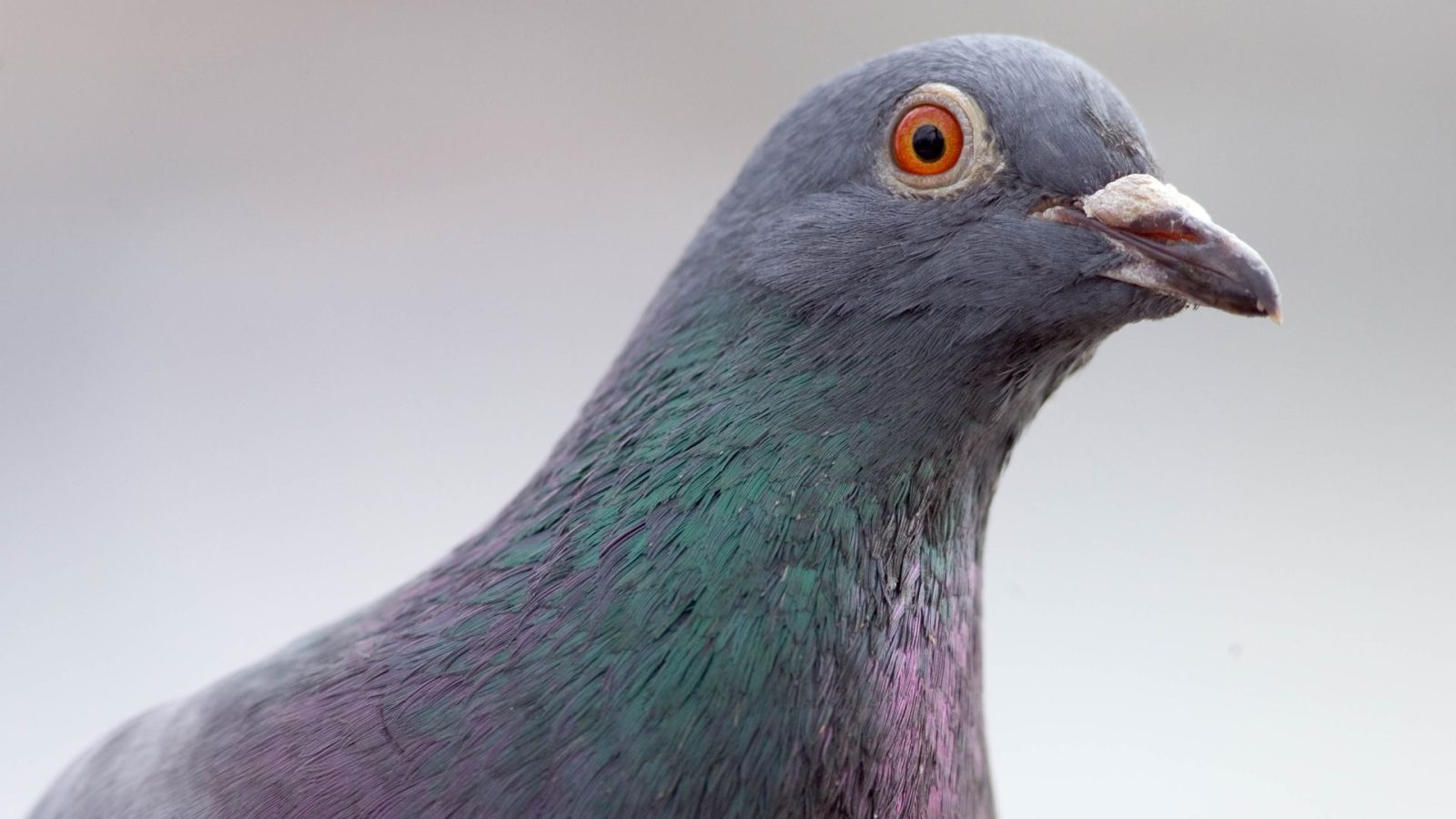 A piece of the world's oddest network deployment has gone up for auction — if you fancy owning a piece of pigeon-powered internet, it can be yours for just $4,000
