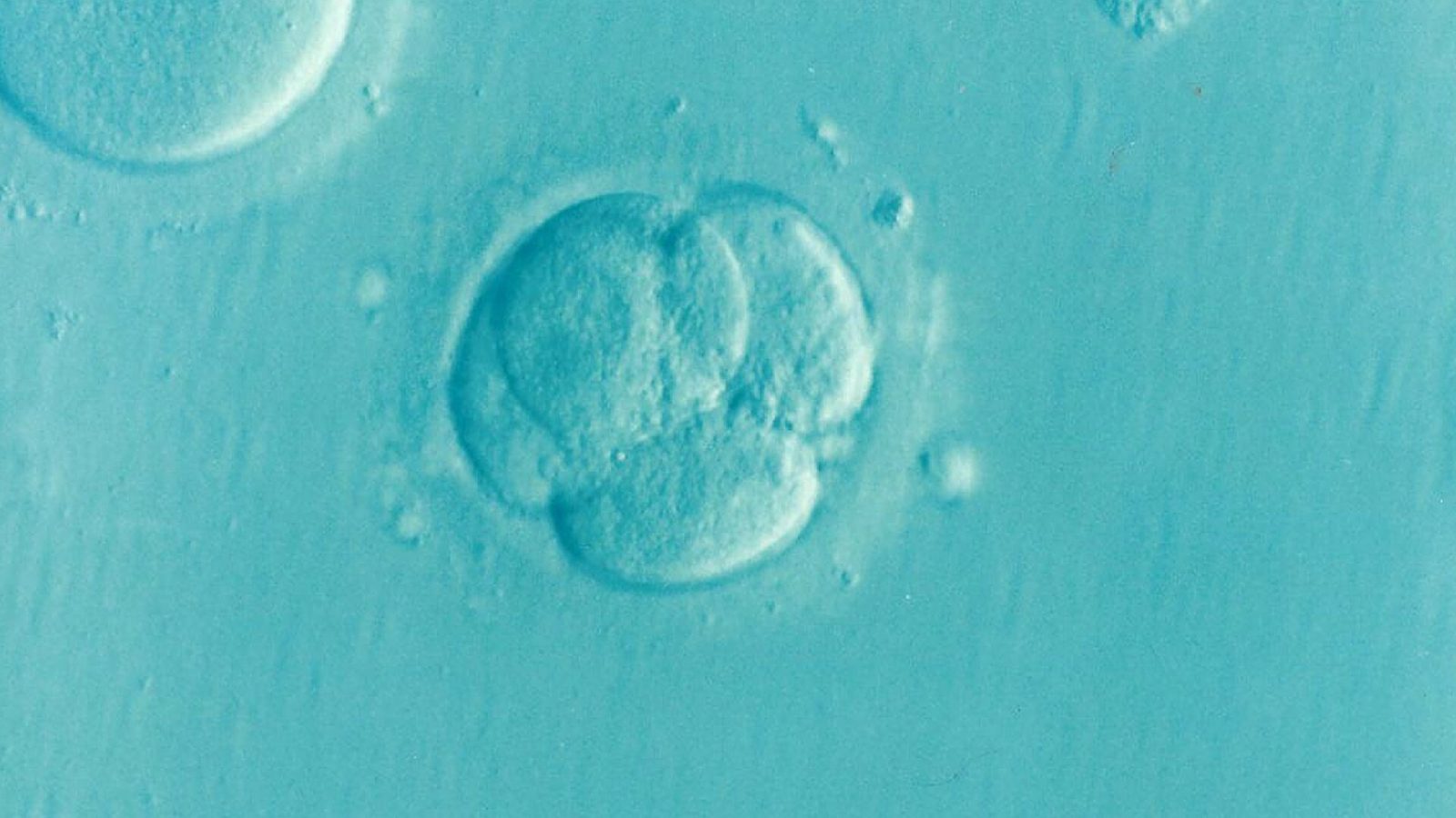 A 'reality check' for lab-grown human embryo models