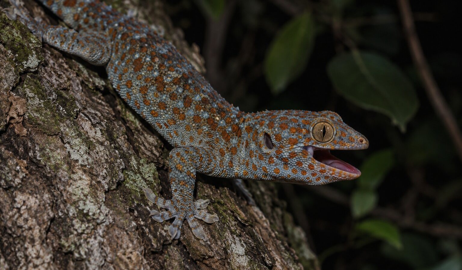A short breath extends the mating calls of male tokay geckos