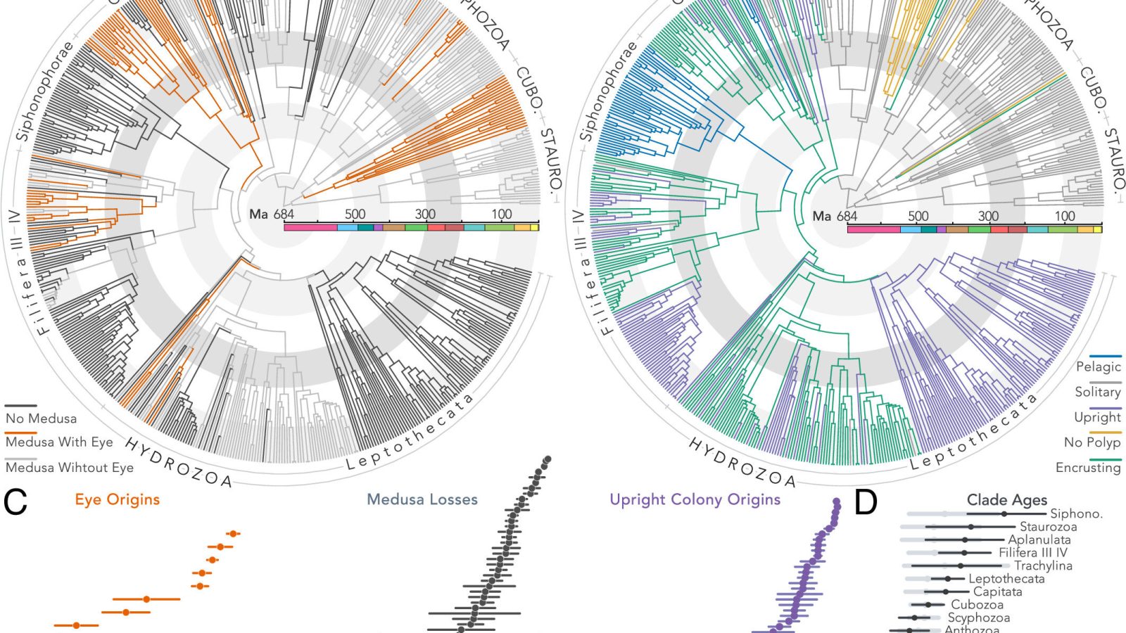 Adaptive molecular convergence more common than previously thought, distant jellyfish relatives reveal