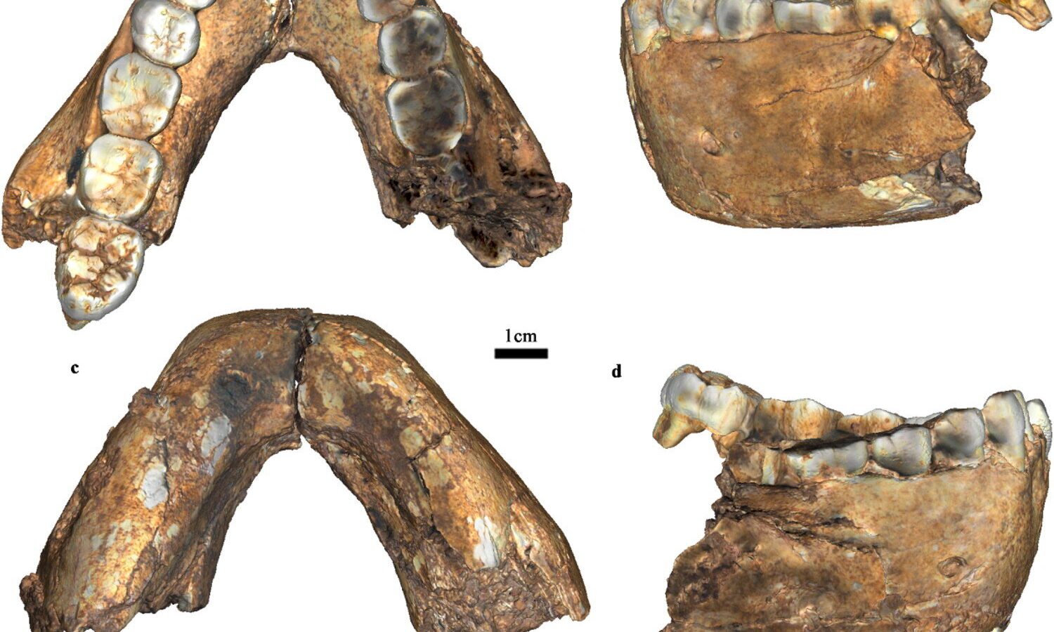 Adult fossil strengthens evidence for Homo erectus in southern Africa 2 million years ago