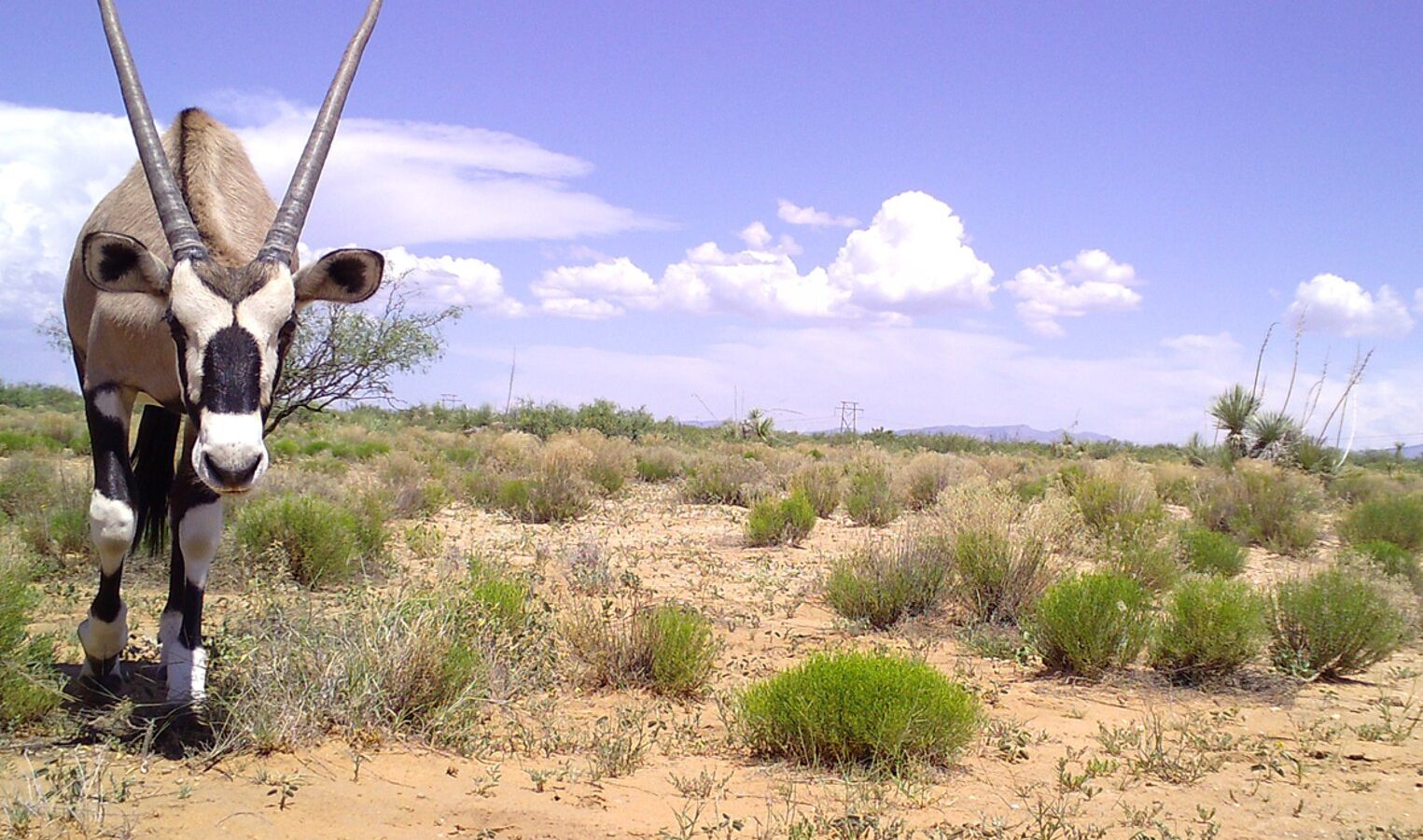 African antelopes spreading in New Mexico: How far could they go under climate change?