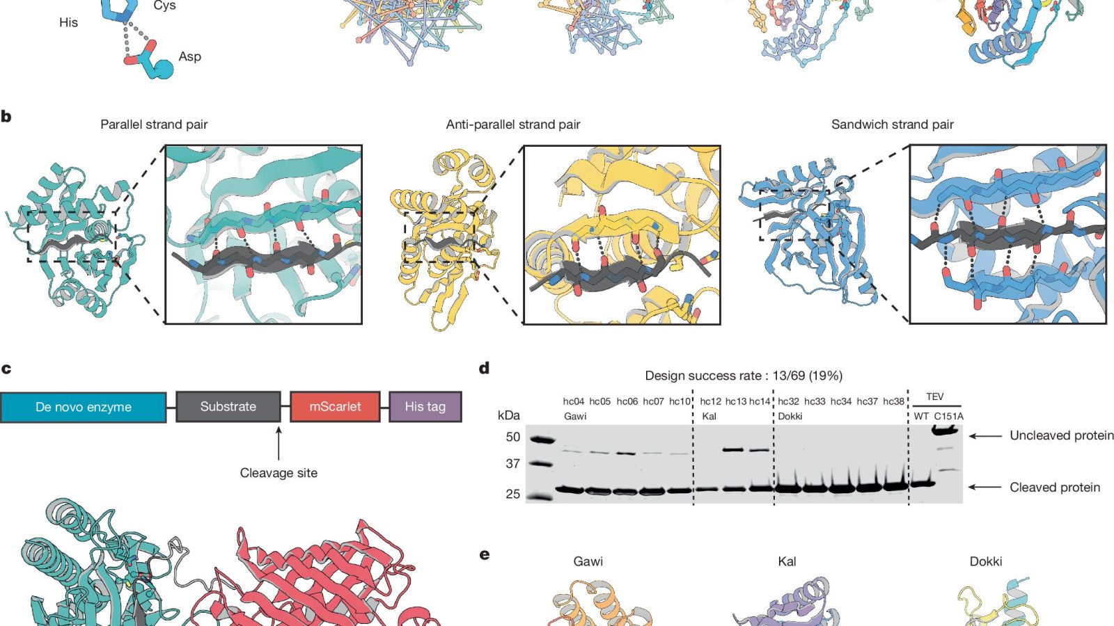 AI designs working molecular scissors that recognize and cut selected protein targets