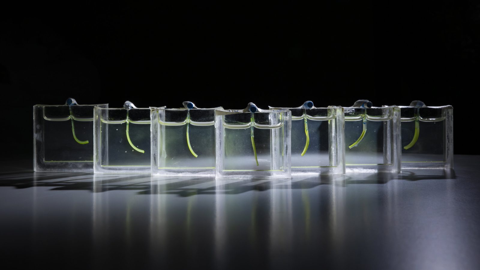 Algae-powered soft robot arm uses light to grasp and lift small objects