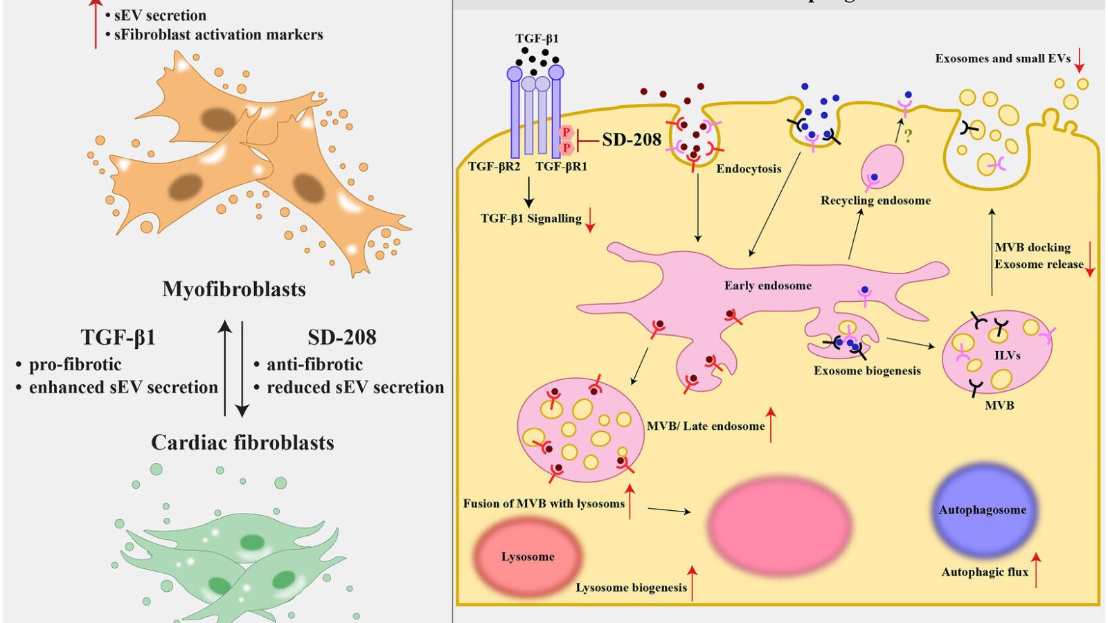 Anti-fibrotic drug could be repurposed to control cell communication