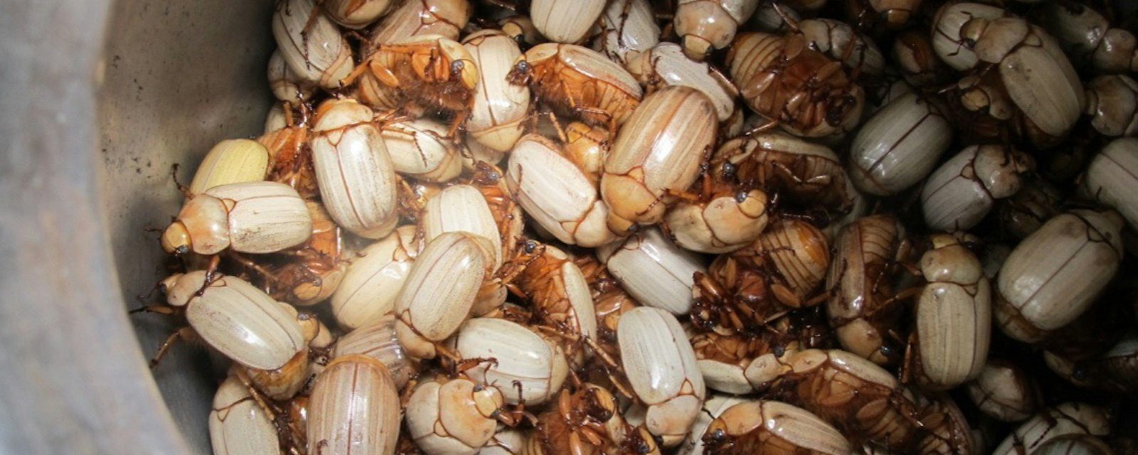 Are insects really 'poor people's food'?
