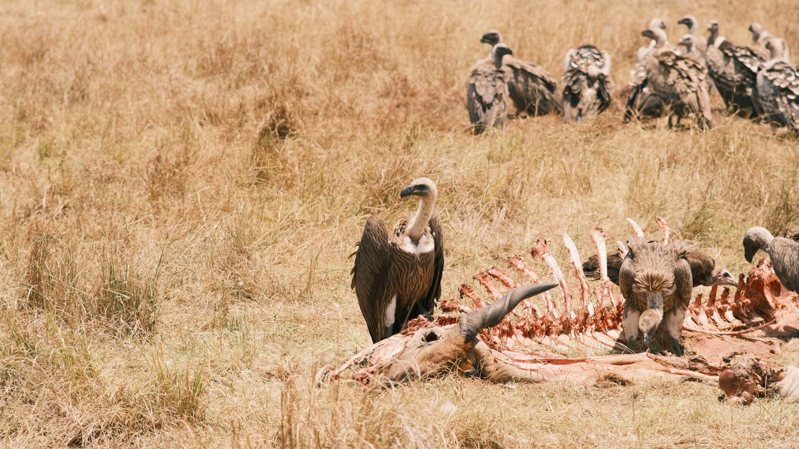 Australian scavengers don't just eat everything and slink away. They approach a carcass like a buffet