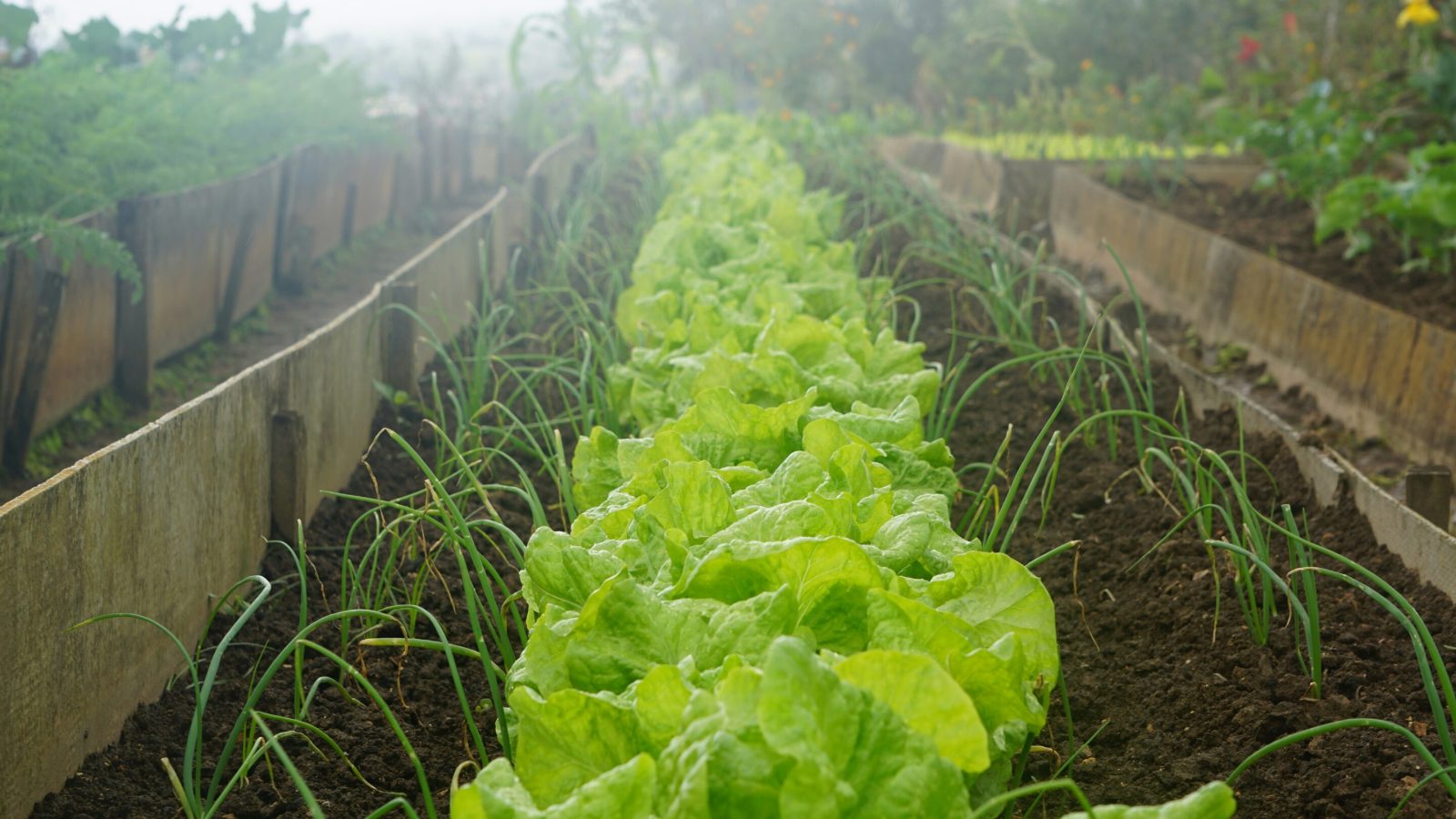 Bacteria can make plant-based foods healthier for humans and animals