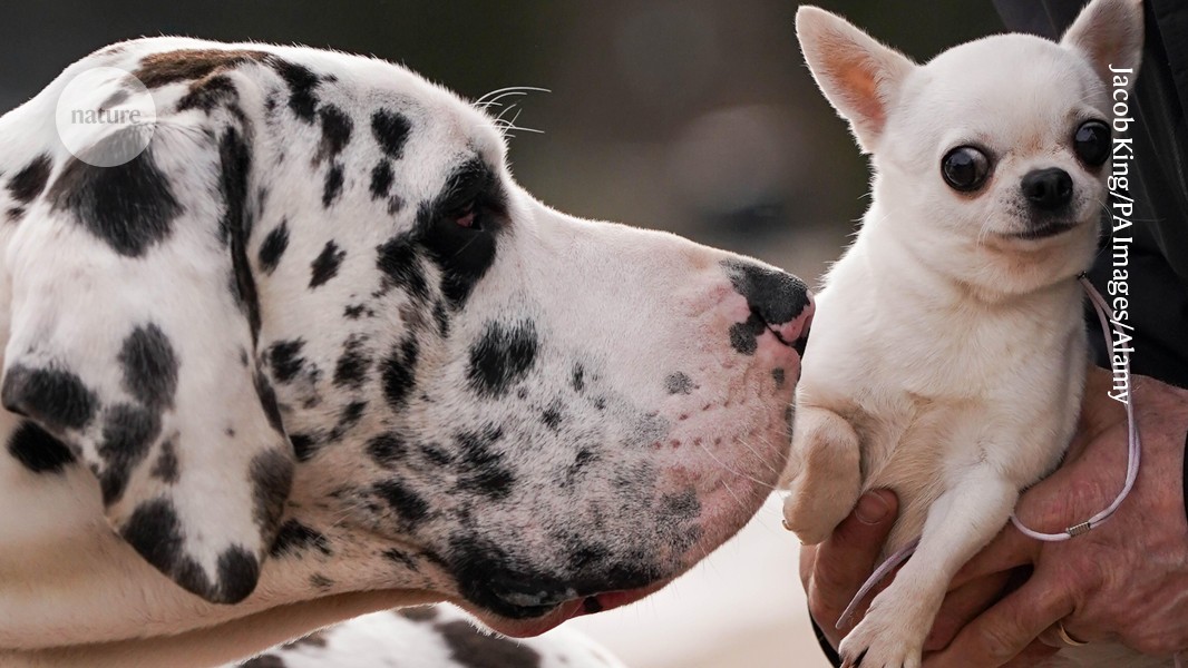 Big dogs age faster than little ones — rogue ‘jumping genes’ might be to blame
