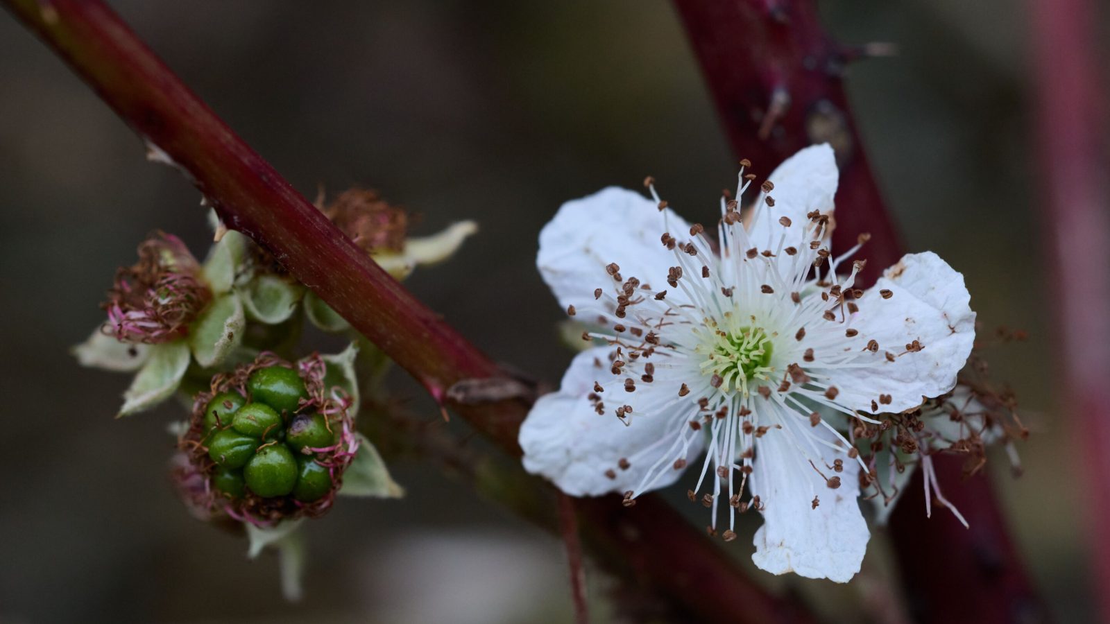 Brambles are a problem weed in South Africa, but researchers are closer to finding a natural enemy to manage them