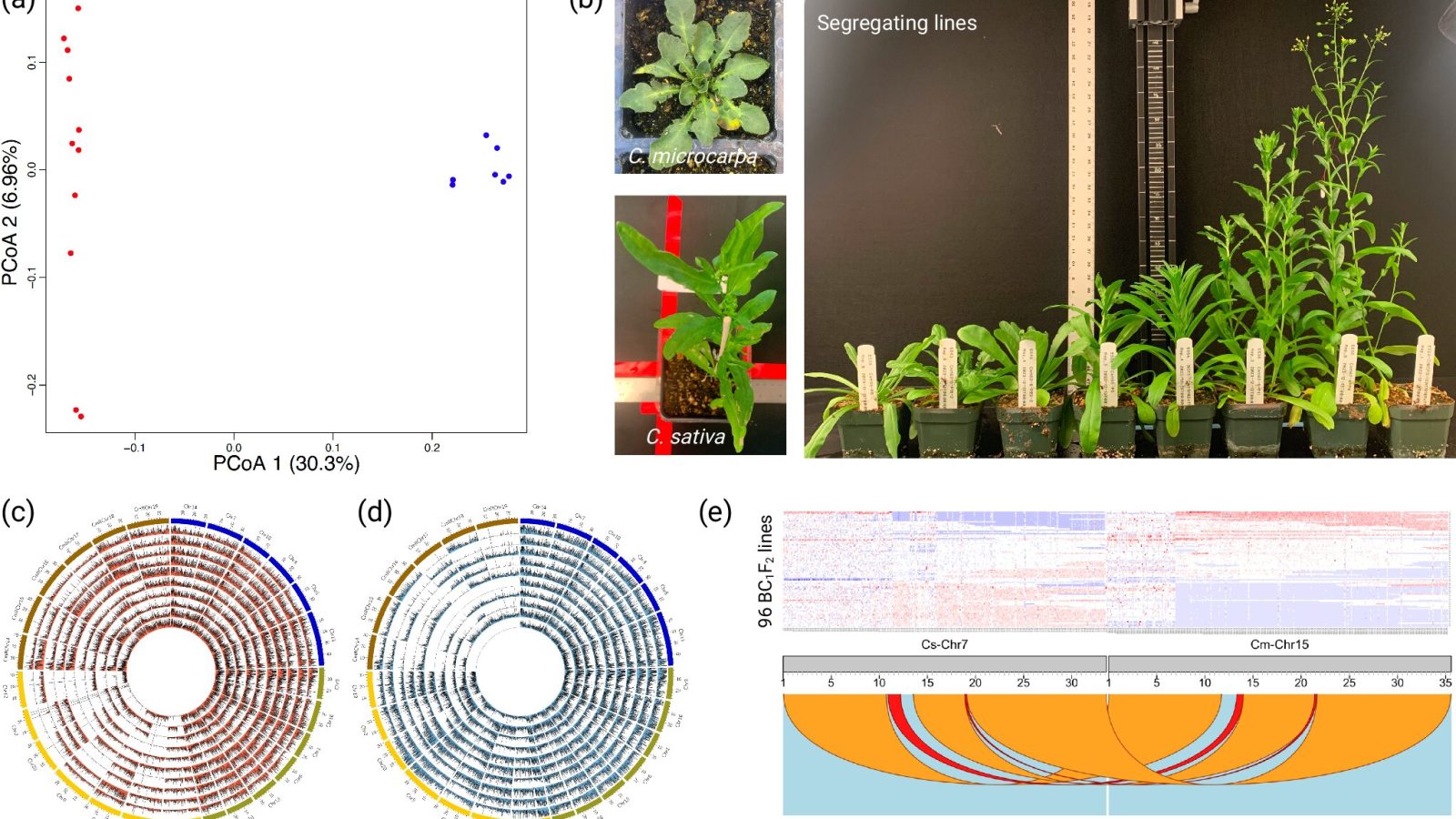 Camelina genome analysis reveals how wild relatives could expand crop breeding options