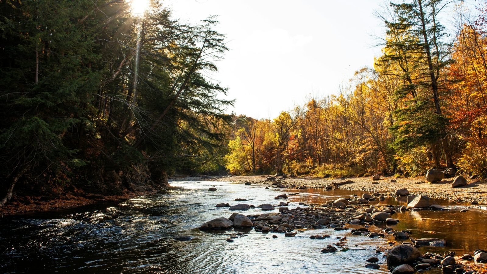 Can planting trees on riverbanks save salmon rivers from global warming?