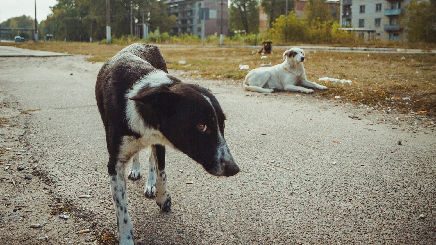 Chornobyl dog population shows genetic signatures of directional selection