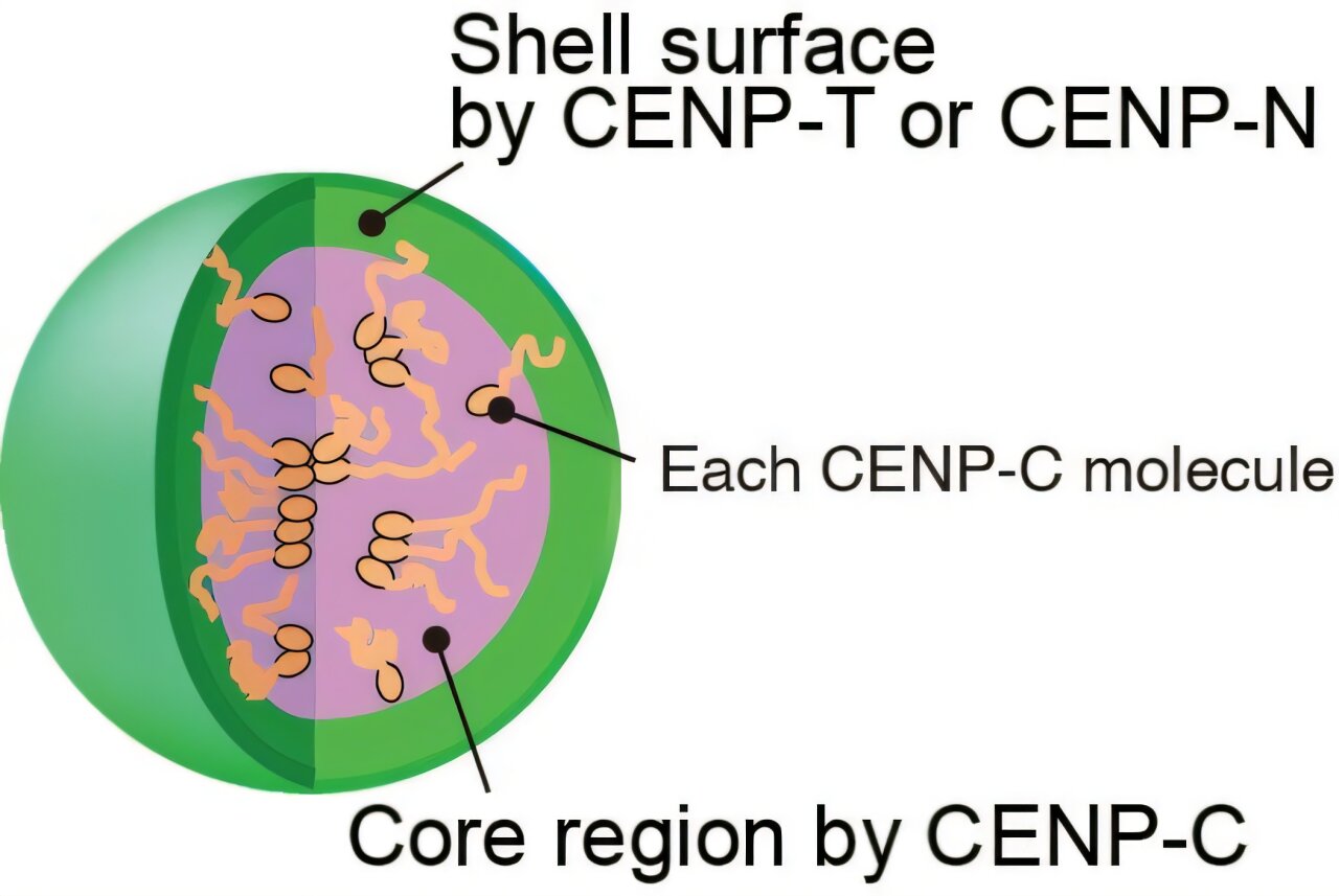 Chromosome anchors form hollow shells before cell division, imaging reveals