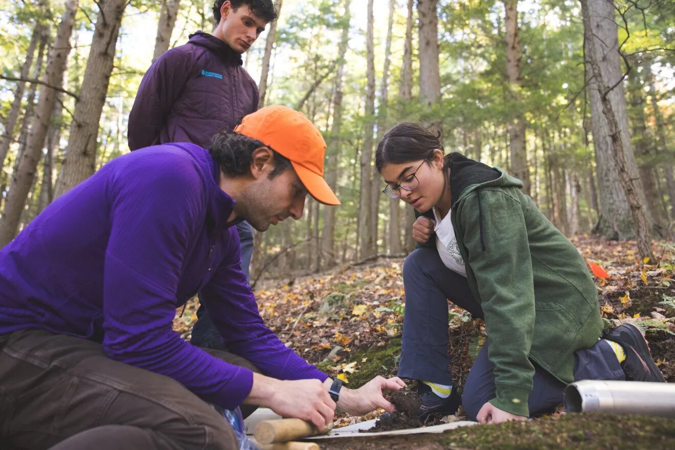 Climate warming can slow how tree roots feed soil microbes
