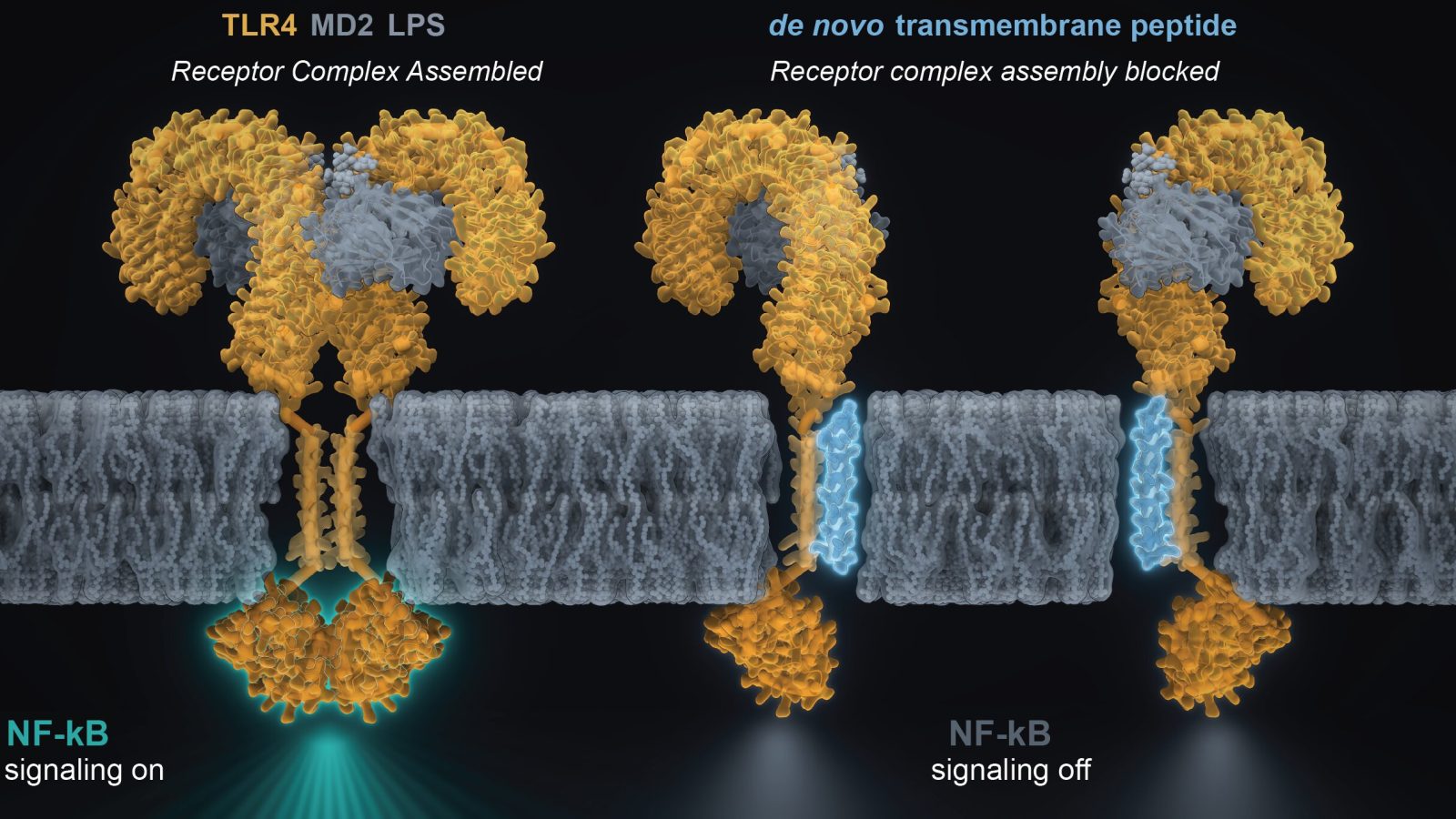 Computer-designed protein targets immune receptor linked to inflammation at new 'undruggable' site