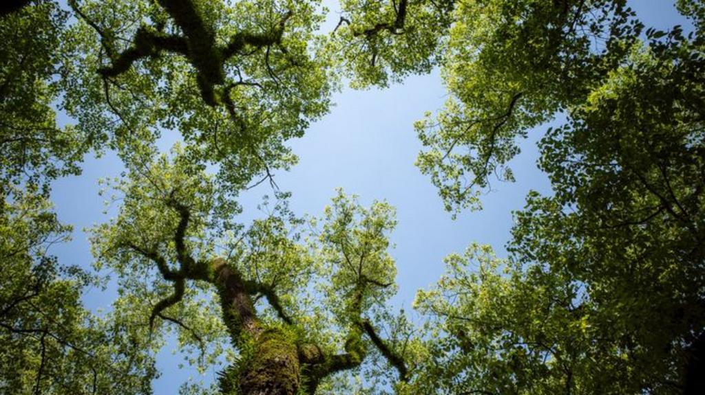 Council exceeds Surrey tree planting target
